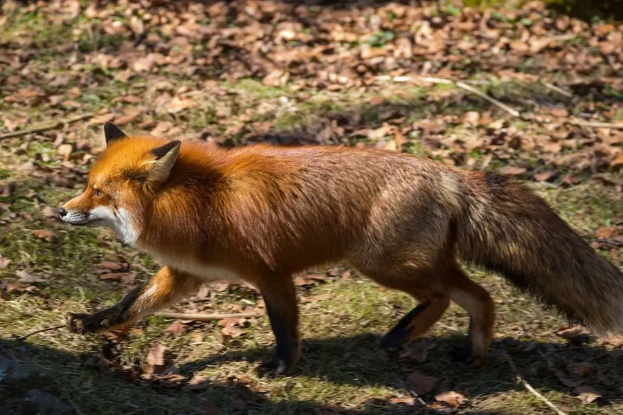Rödräv
