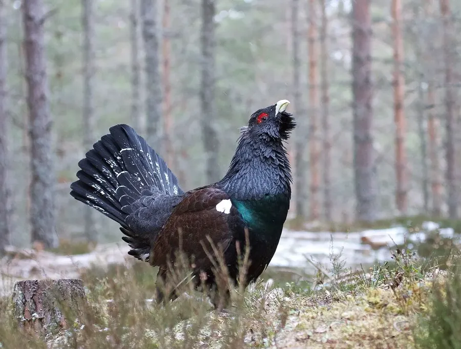 Tjäder